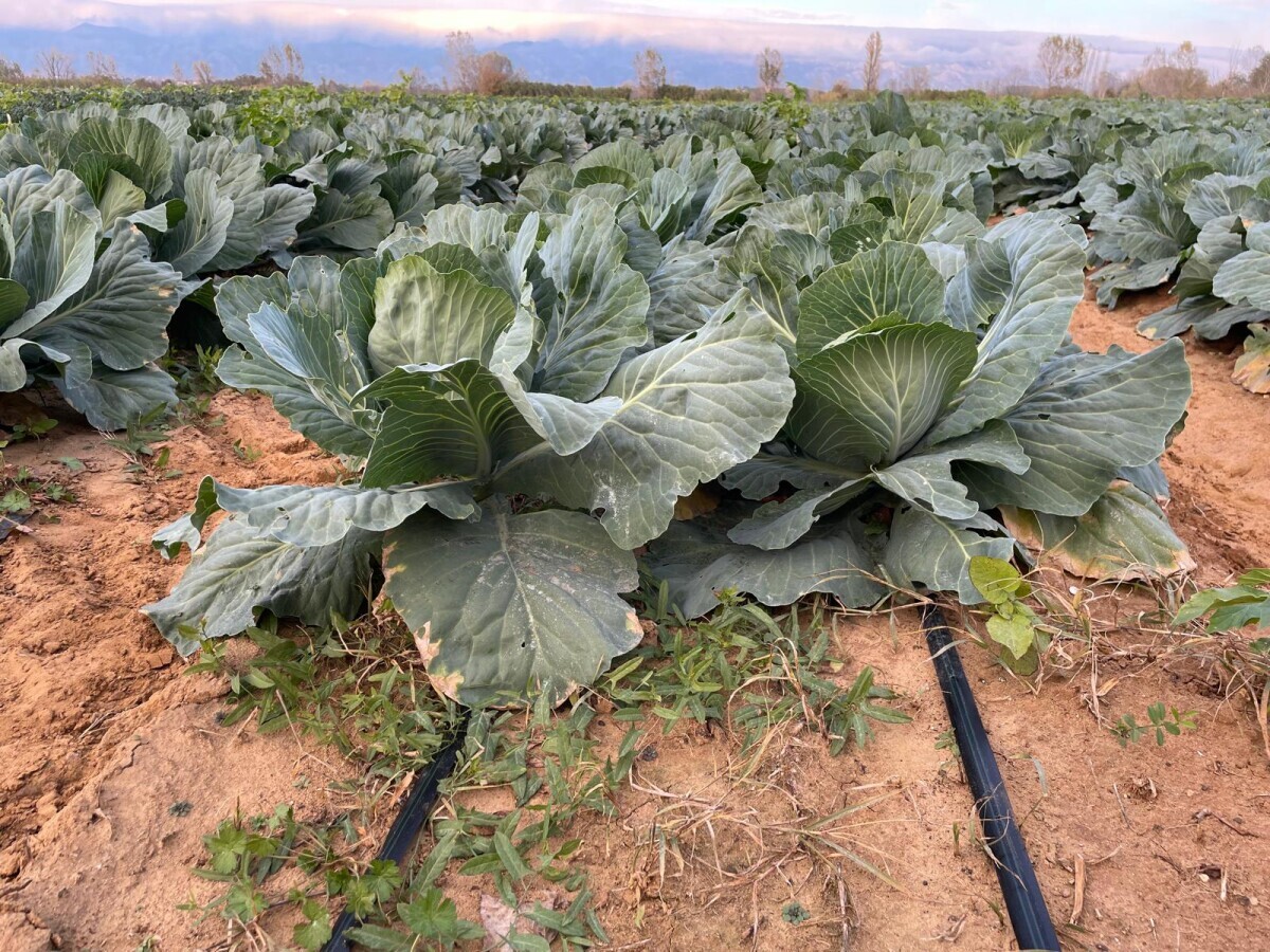 navodnjavanje, voćnjak, jabuke