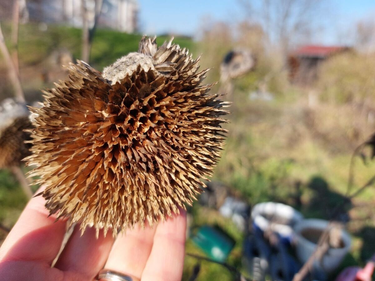 suncokret