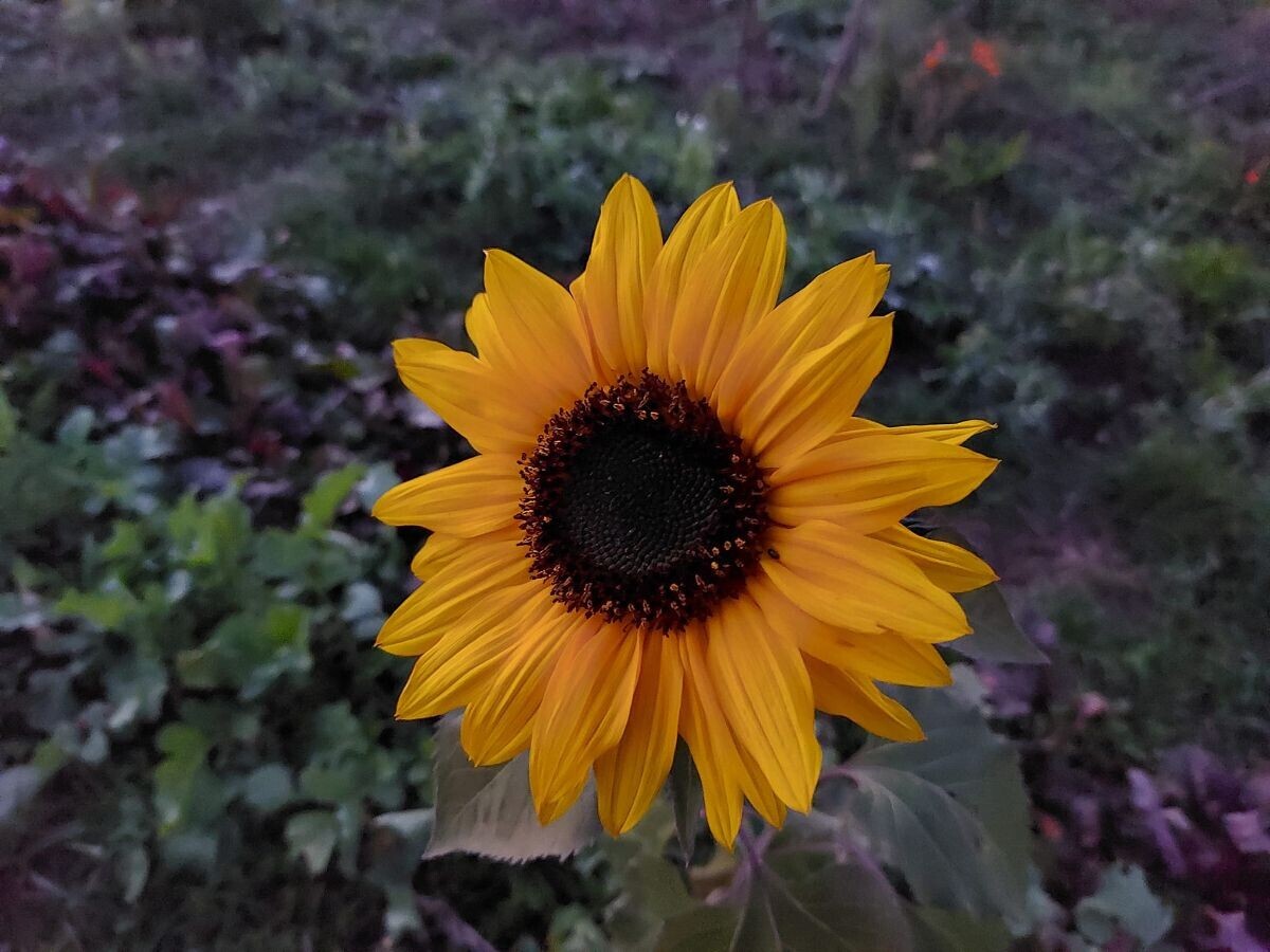 suncokret