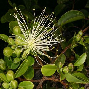 Kapar