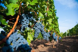 Najskuplje vino na svetu pije se iz kristalnih kašičica