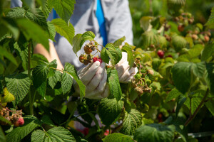 Počeo otkup maline u BiH: Cijena oko 5 KM/kg - hoće li ostati tako?