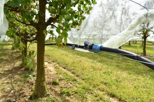 Voćari traže podršku za izgradnju sustava navodnjavanja u Velikoj Ludini