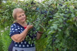 Suzbijanje šljivine ose u uslovima eko uzgoja