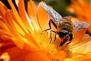 Kako sprečiti uginuće pčela zbog visokih temperatura