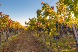 Terez, Nero, Moldova... Evo liste uvoznih hibrida vinove loze za organsku proizvodnju