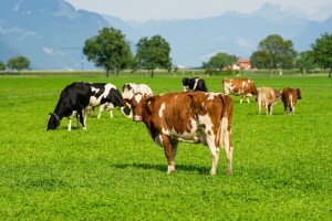 Krave rekorderke iz Prnjavora i Dervente: Holštajnka nadmašila 15.000 litara mlijeka