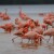 Za rubriku vjerovali ili ne: Uzgoj riže u Italiji ugrožava invazija flamingosa?!