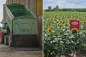 Iz "Bimala" za Agroklub: Domaći proizvođači imaju siguran otkup uljarica