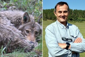 Mogu li u raspravi o vukovima i križancima stvari biti crno-bijele?