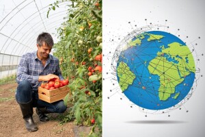 Paradajz - nekada smatran otrovnim, danas hrani ceo svet