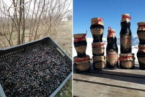 Marina je jedna od retkih koja uzgaja aroniju u istočnoj Srbiji, a pravi najzdraviji matični sok