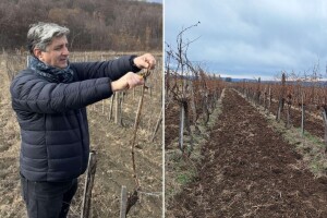 Vinogradari i vinari proslavili svog zaštitnika - lozu zarezali, punim bačvama se nadaju