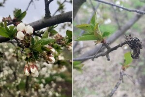Vreba opasnost od monilije u zasadima koštičavog voća. Reagujte na vreme!