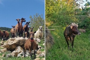 Može li mleko sa pašnjaka da postane tržišna niša za farmere?