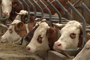 Za unapređenje stočarske proizvodnje u Vojvodini 15 miliona dinara